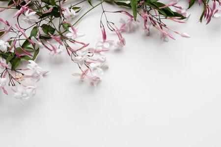 High angle view of jasmine flowers on white table with copy space - nature background (selective focus)の写真素材
