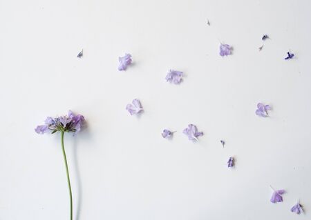 High angle view of wilting pincushion flower (scabiosa) with scattered petals on white backgroundの写真素材