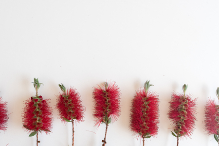 High angle view of Bottle brush Callistemon flowers arranged in a row on white background with copy space (selective focus)の写真素材