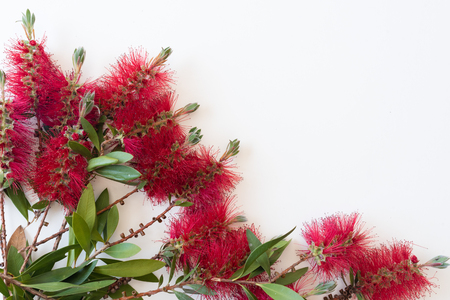 High angle view of Bottle brush Callistemon flowers arranged on white background with copy space (selective focus)の写真素材