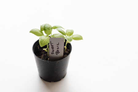 High angle view of sweet basil seedling in pot on white background with copy space (selective focus)の写真素材