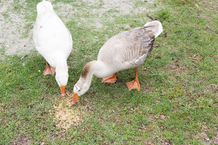 High angle view of goose and gander eating seeds on grass (selective focus)の写真素材