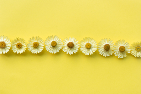 Directly above view of dried everlasting daisies arranged in a row on yellow background - nature backgroundの写真素材