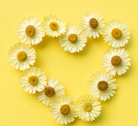 Directly above view of dried everlasting daisies arranged in heart shape  on yellow background - nature backgroundの写真素材