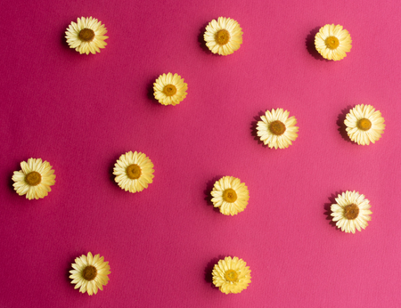 Directly above view of yellow everlasting daisies in a row against red textured background