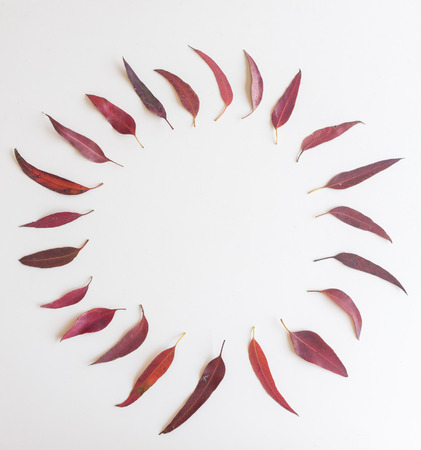 Directly above view of red eucalyptus leaves arranged in a circle shape on white backgroundの写真素材