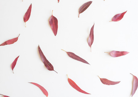 Directly above view of red eucalyptus leaves scattered on white backgroundの写真素材