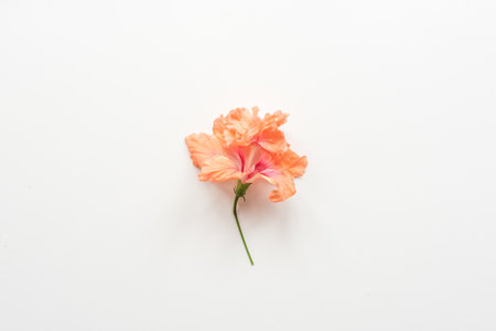 High angle view of coral hibiscus flower on white background