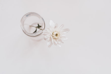Directly above view of white chrysanthemum flower in glass jar on white background with copy space - warm matte filter effect and selective focusの写真素材