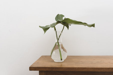 Closeup of monstera plant leaves in glass vase on oak wooden table against white wallの写真素材