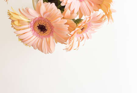 High angle view of bunch of pale pink gerbera daiises on white background with copy space (selective...