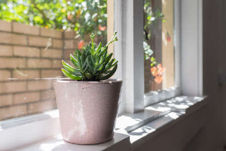 Succulent plant in pink pot on window sill with light and shadow (selective focus)の写真素材
