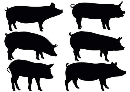 Pig and boars in the set.のイラスト素材