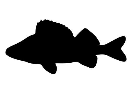 Fish perch predatory.のイラスト素材
