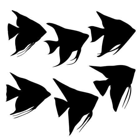 Angelfish aquarium fish. Vector image.のイラスト素材