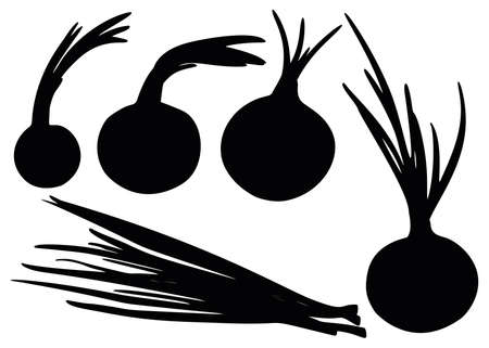 Green onions and turnip onions in the set.のイラスト素材