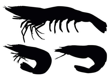 Shrimps in the set. Seafood crustaceans.のイラスト素材