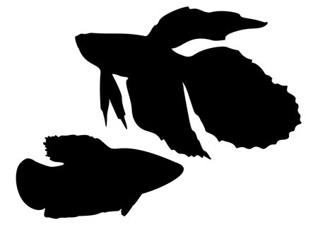 Aquarium fish cockerels in the set.のイラスト素材