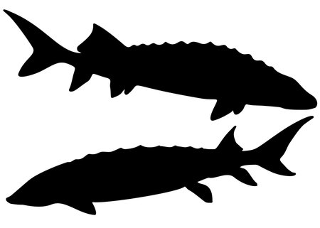 Sturgeon fish in the set. Sea fish.のイラスト素材