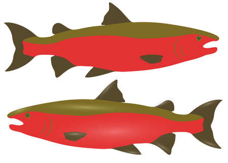 Salmon fish red in the set.のイラスト素材