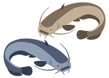 Blue and brown catfish in the set.のイラスト素材
