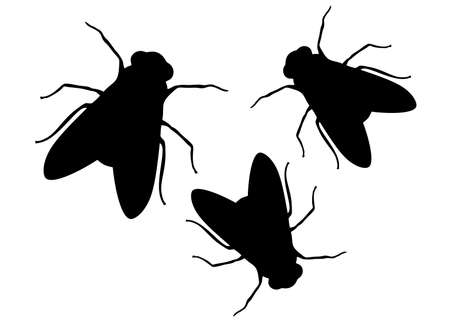 Large fly insect. Vector image.のイラスト素材