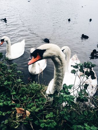 The Swan Lakeの素材