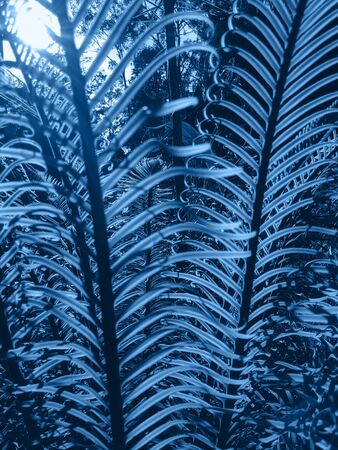 Creative and moody color blue foliage natural floral leaf texture background.の写真素材