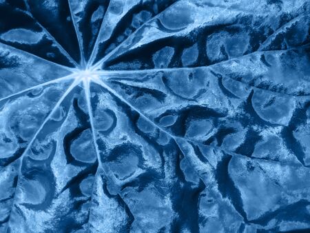 Creative and moody color blue foliage natural floral leaf texture background.の写真素材