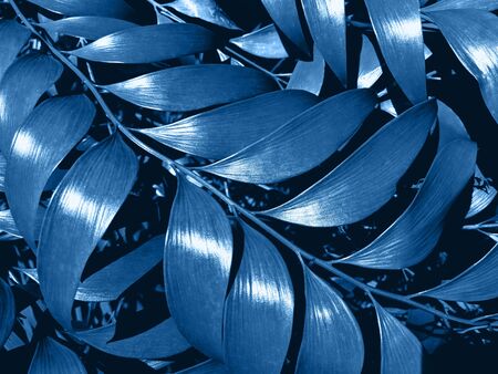 Creative and moody color blue foliage natural floral leaf texture background. Toned picture.