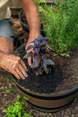 A man plants basil in a barrel in a garden, a vegetable garden in the yardの写真素材