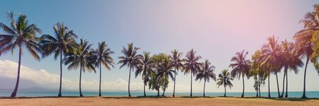 PPanorama with palm trees on the ocean beach with the clouds on the sky.の写真素材