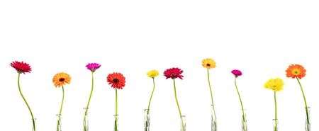 Flowers gerberas in vases on white background, free copy space, panorama, isolatedの写真素材