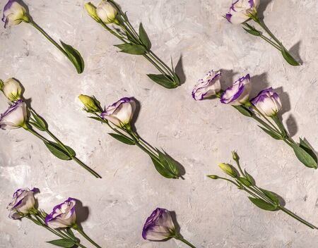 Beautiful white flowers with violet edges on white background, flat lay patternの写真素材