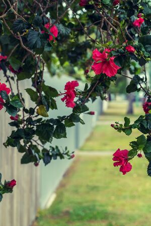 Bush of roses growing over the wooden fenceの写真素材