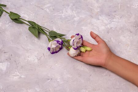 Womans hand hold beautiful white flowers with violet edges on white rough backgroundの写真素材
