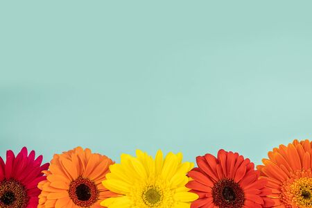 Different color flowers gerberas on a light blue background, free copy spaceの写真素材