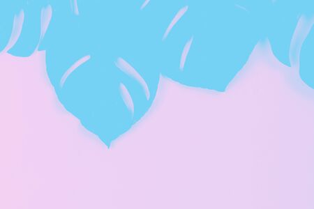 Shadow of monstera leaves in blue and pink colors. Background.