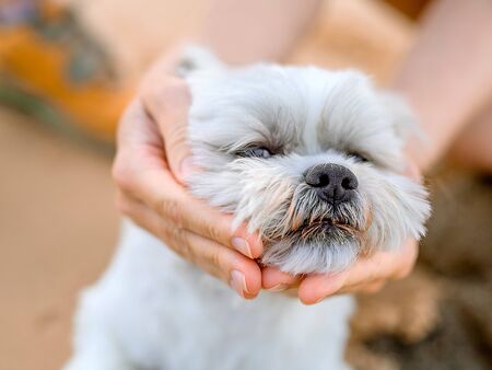 Women's hands hug a cute white dog around the face