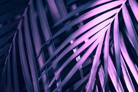 Creative and moody colored pink and blue foliage natural floral leaf texture background.の写真素材