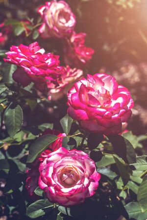 Close-up of a beautiful pink garden roses growing in the park. In full bloom with sunlight.の写真素材