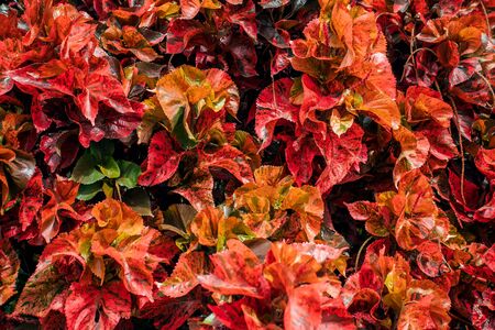 Creative and moody orange red color foliage natural floral leaf texture background.の写真素材