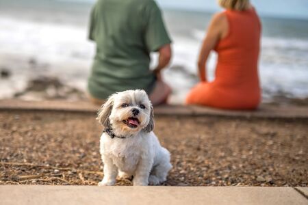 Cropped man and woman sitting on the beach behind little cute white lap-dog. Blurred ocean beach on background. People and pet.の写真素材