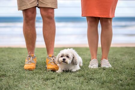Man and woman legs and a little cute white lap-dog between them on grass with blurred ocean beach on...