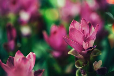 Pretty ornamental ginger pink flowers growing in field.の写真素材