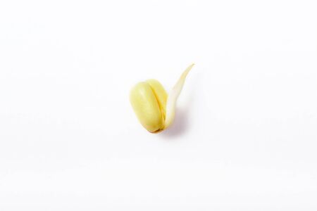 Fresh mung sprout isolated on white background. Healthy diet superfood and micro green eating...