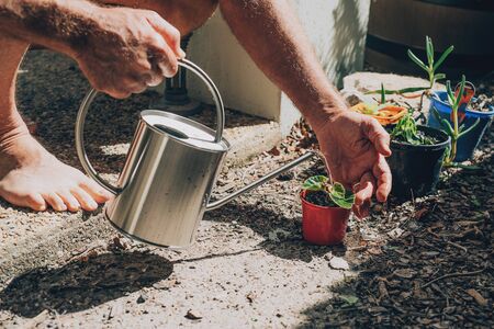 A man plants and watering plants in a backyard.の写真素材
