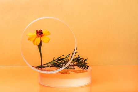 Glass clear sphere shape stands with Chernobrivtsi flowers on orange background. Creative minimalist still lifeの写真素材