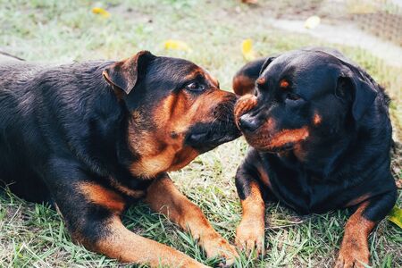Two rottweiler dogs are kissing on the grass.の写真素材