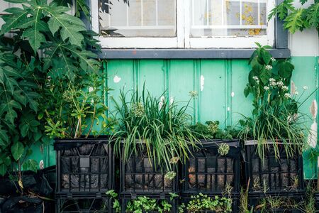 Green plants and herbs in boxes outside the old house under a window. The house rural scene.の写真素材